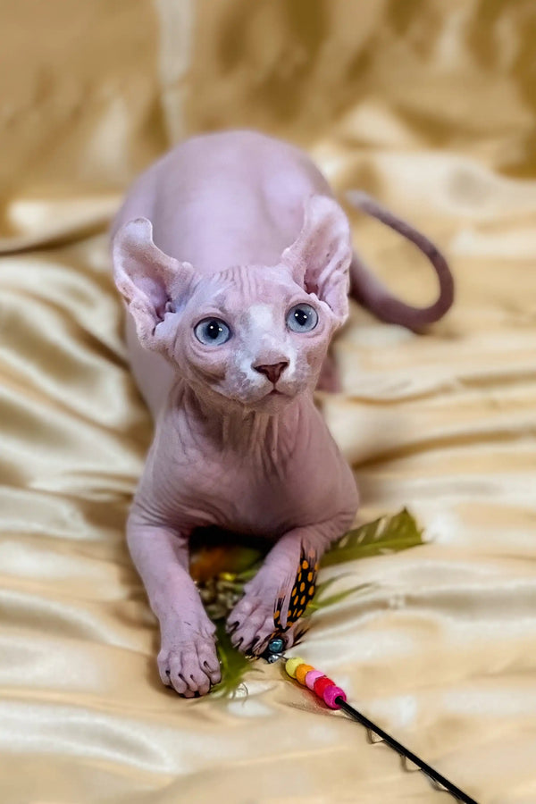 Adorable Hairless Sphynx elf kitten with big blue eyes and wrinkled pink skin