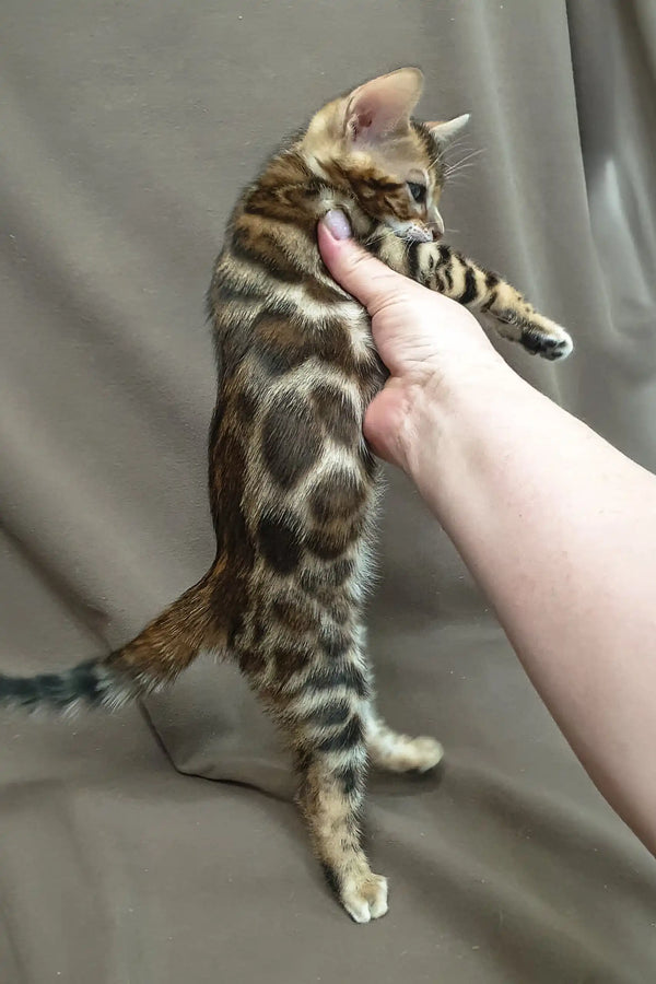 Spotted Bengal kitten being held upright from the Ullis Bengal Kitten collection
