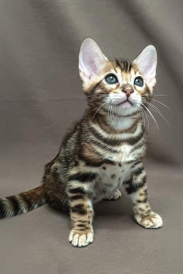 Spotted and striped Bengal kitten from Ullis, perfect for playful homes