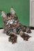 Ulrica | maine coon kitten