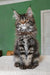 Ulrica | maine coon kitten