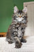 Ulrica | maine coon kitten