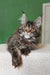 Ulrica | maine coon kitten