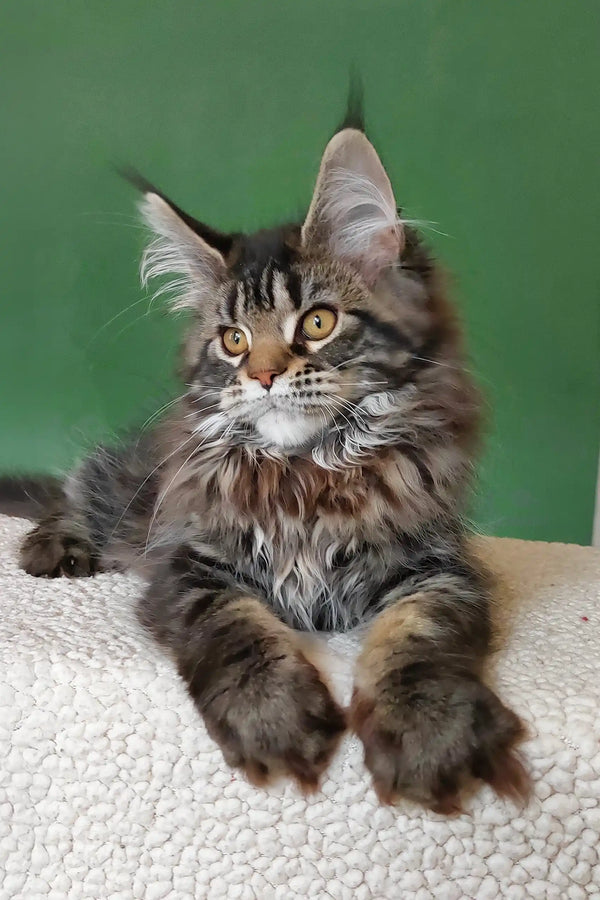 Ulrica | maine coon kitten