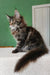 Ulrica | maine coon kitten