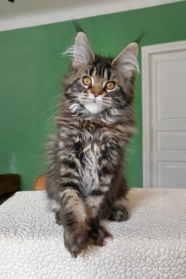 Ulrica | maine coon kitten