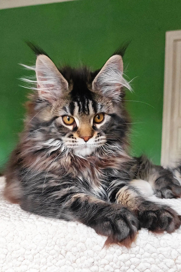 Ulrica | maine coon kitten