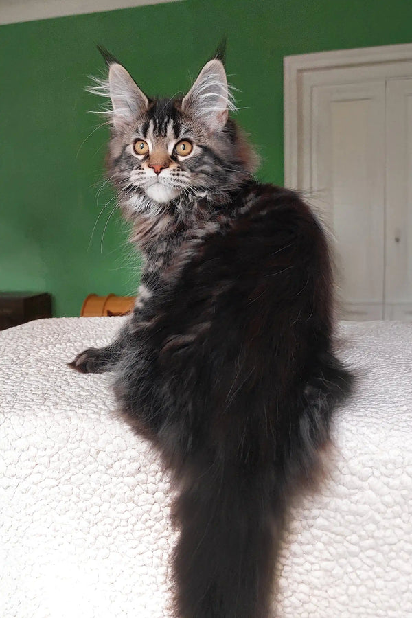 Ulrica | maine coon kitten
