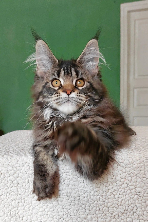 Ulrica | maine coon kitten
