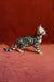 Bengal kitten Ulrik showcasing a stunning spotted and striped profile