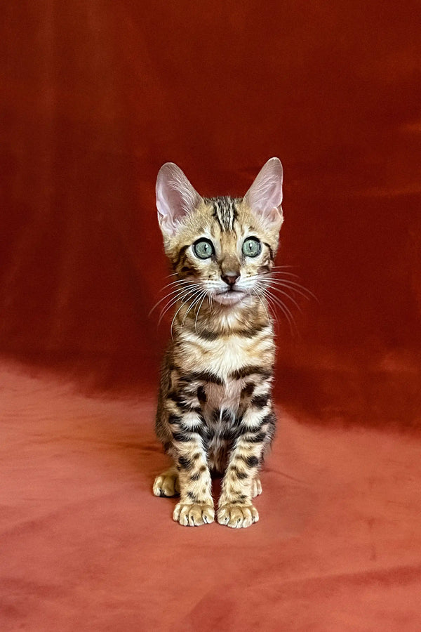 Bengal kitten Ulrik with green eyes and a stunning spotted coat