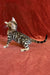 Bengal kitten Ulrik with his unique spotted and striped coat looking adorable