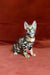 Bengal kitten Ulrik with stunning tabby markings and bright green eyes