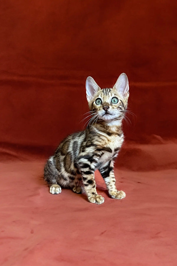 Bengal kitten Ulrik with stunning tabby markings and bright green eyes