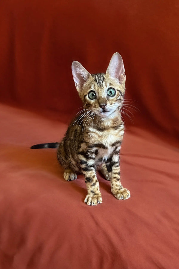 Bengal kitten Ulrik with striking stripes and bright green eyes, ready for fun
