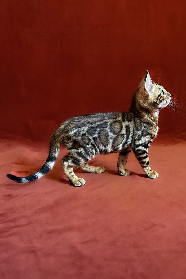 Bengal kitten Ulrik showing off its unique spotted and striped coat pattern