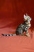 Tabby kitten sitting upright with alertness, showcasing its beautiful striped coat