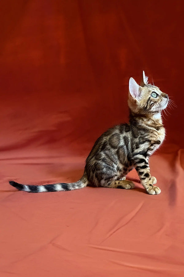 Tabby kitten sitting upright with alertness, showcasing its beautiful striped coat