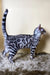 Silver Bengal cat with unique spotted and striped coat in Ultra Bengal Kitten product