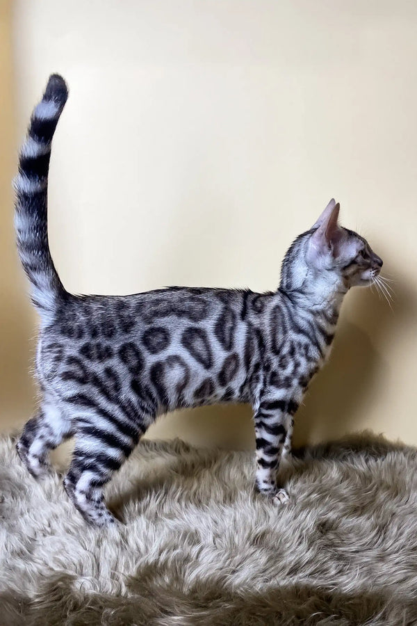 Silver Beauty Ultra Bengal Kitten with Green Eyes