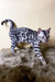 Playful Silver Bengal Cat showcasing the Ultra Bengal Kitten product