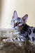 Silver Bengal cat with spotted coat, perfect for the Ultra Bengal Kitten product