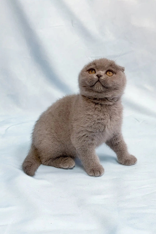 Ultra | scottish fold kitten