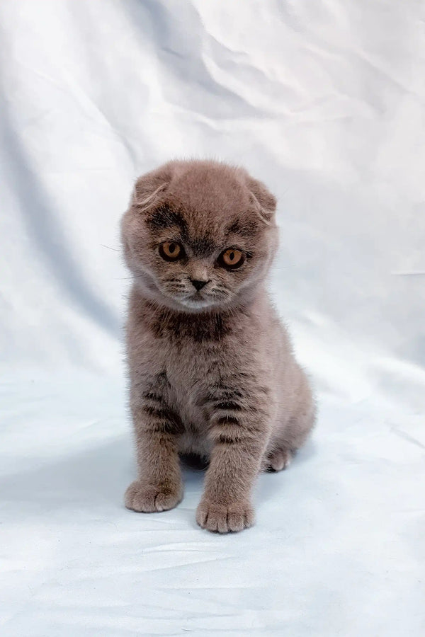 Ultra | scottish fold kitten