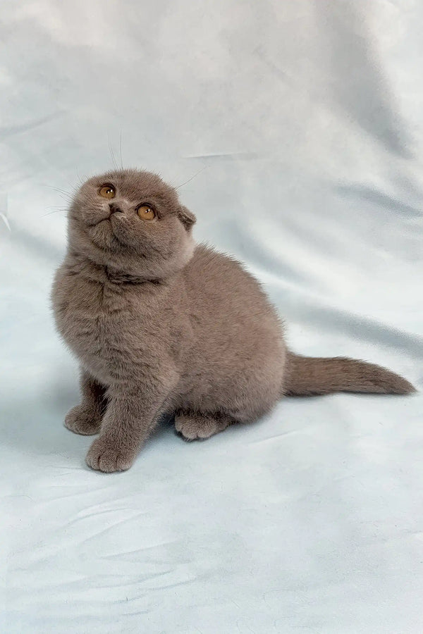 Ultra | scottish fold kitten