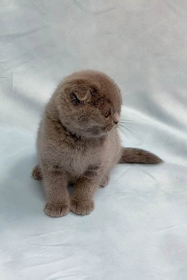 Ultra | scottish fold kitten