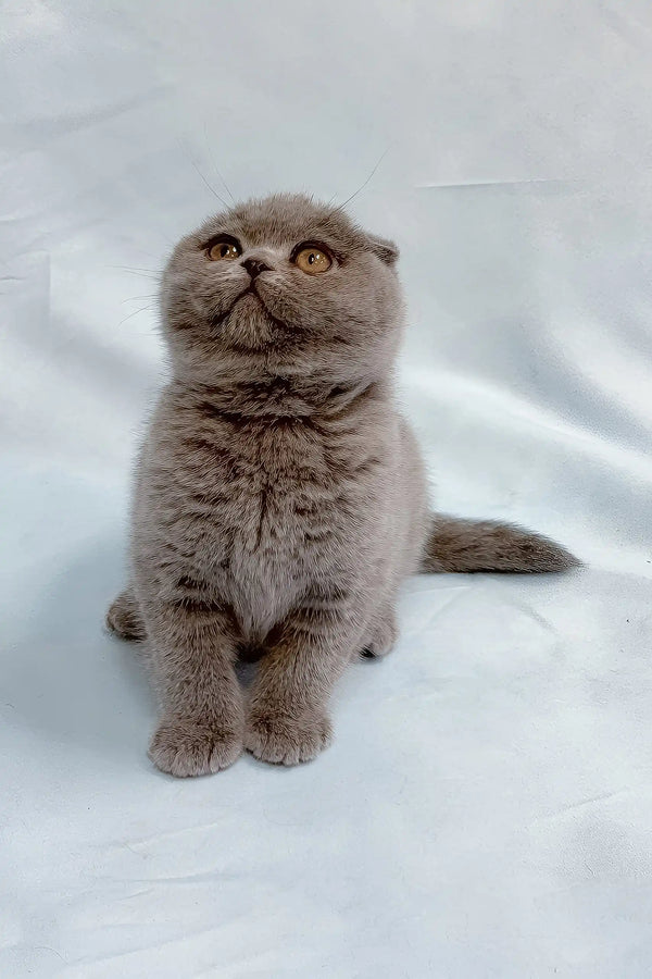 Ultra | scottish fold kitten
