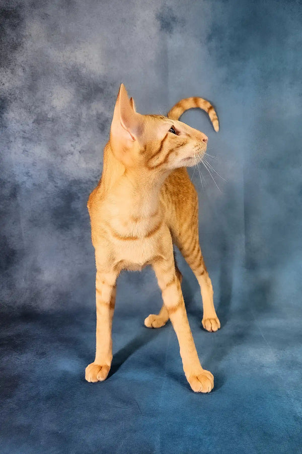 Ulvar | oriental shorthair kitten