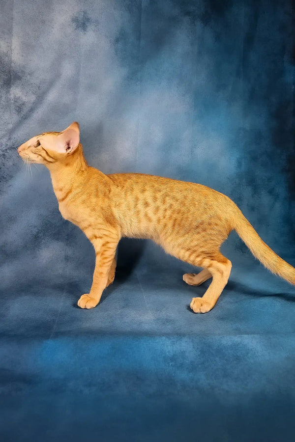 Ulvar | oriental shorthair kitten