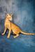Ulvar | oriental shorthair kitten