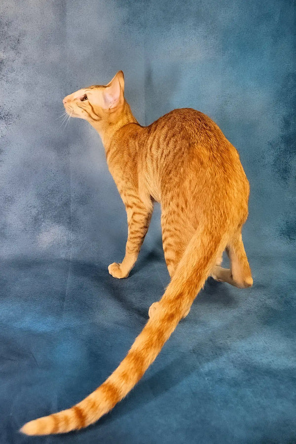 Ulvar | oriental shorthair kitten