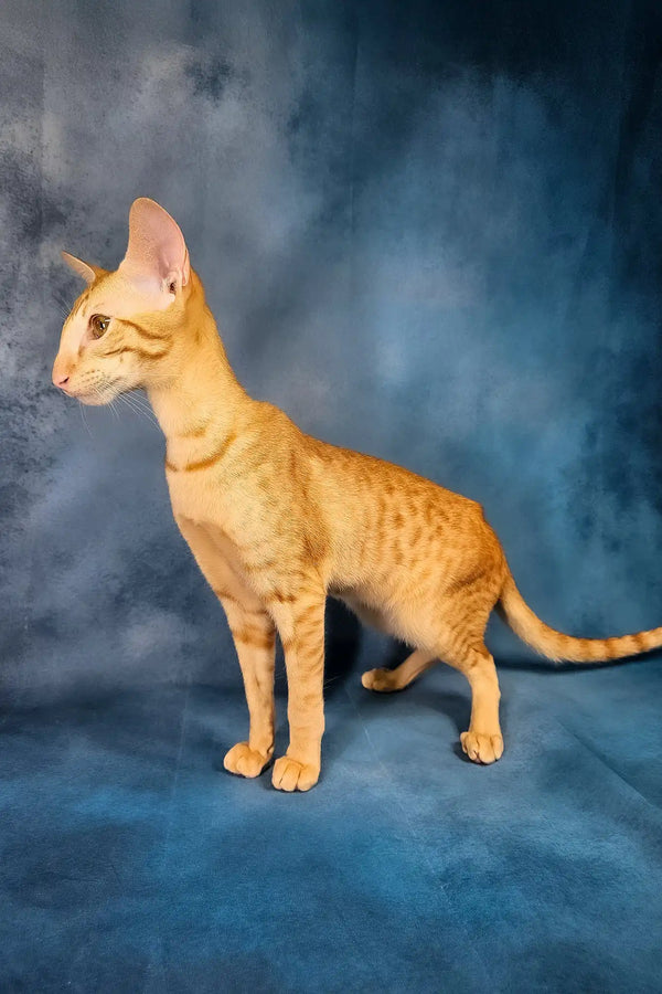 Ulvar | oriental shorthair kitten