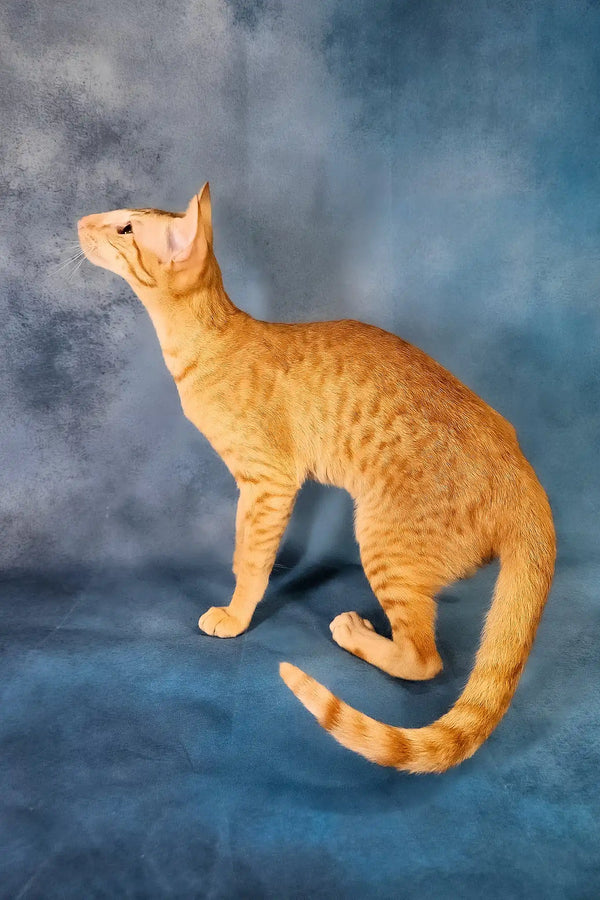 Ulvar | oriental shorthair kitten