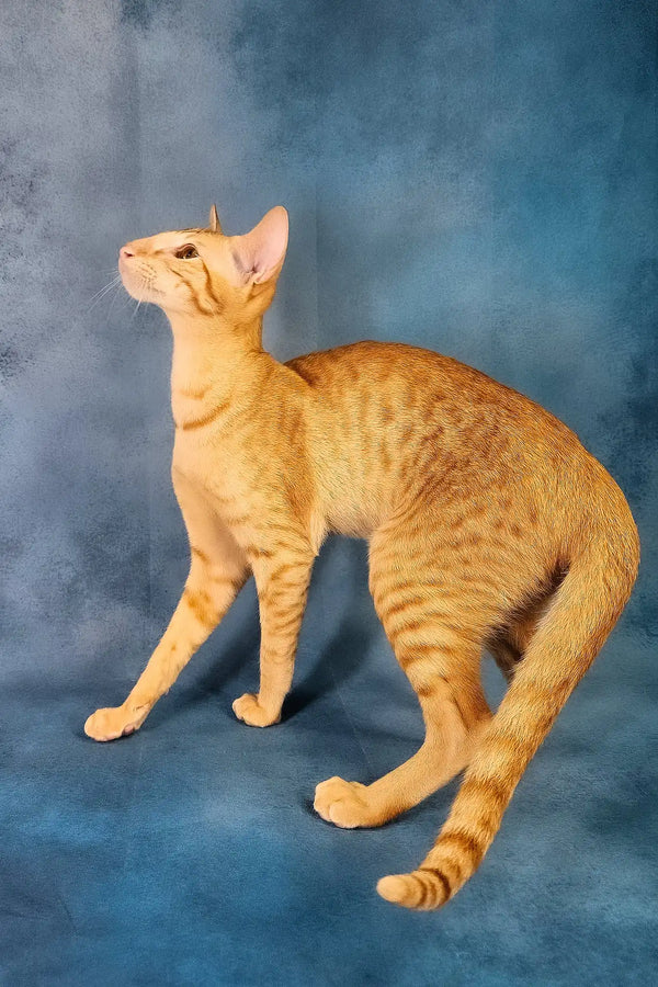 Ulvar | oriental shorthair kitten