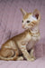 Playful orange tabby Oriental Shorthair kitten from the Ulvar collection