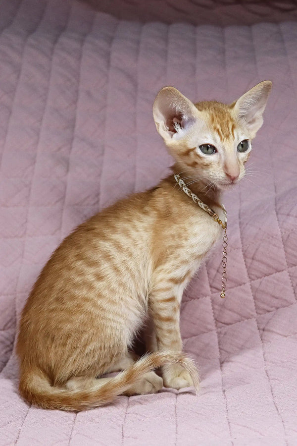 Orange tabby Oriental Shorthair kitten featured in Ulvar product lineup