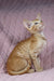 Orange tabby kitten with gold collar in Ulvar Oriental Shorthair Kitten product