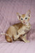 Adorable orange tabby Oriental Shorthair kitten named Ulvar with a shiny gold chain