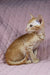 Orange tabby Oriental Shorthair kitten named Ulvar sporting a stylish gold chain