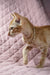 Cute orange tabby kitten with a gold collar from Ulvar Oriental Shorthair Kitten