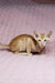 Orange tabby cat with big ears, perfect for showcasing Ulvar Oriental Shorthair Kitten