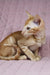 Orange tabby cat with gold chain collar in Ulvar Oriental Shorthair Kitten product