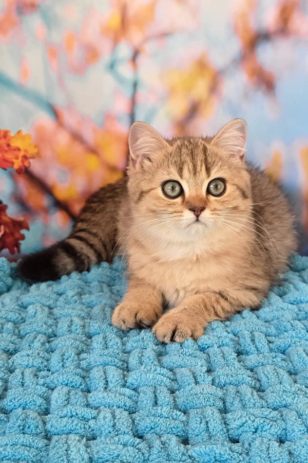 Ulya | british shorthair kitten