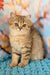 Ulya | british shorthair kitten