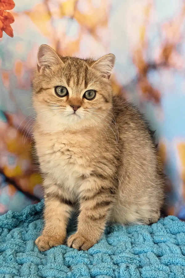 Ulya | british shorthair kitten