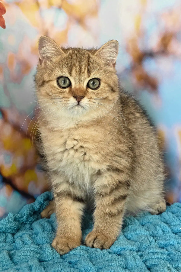 Ulya | british shorthair kitten